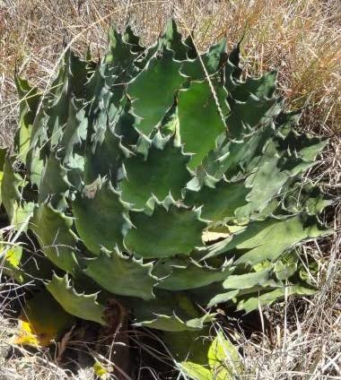 yqzAgave Potatorum var. VerschaffeltiiAKxE|^gExVtFeB{_q5 [sAi]