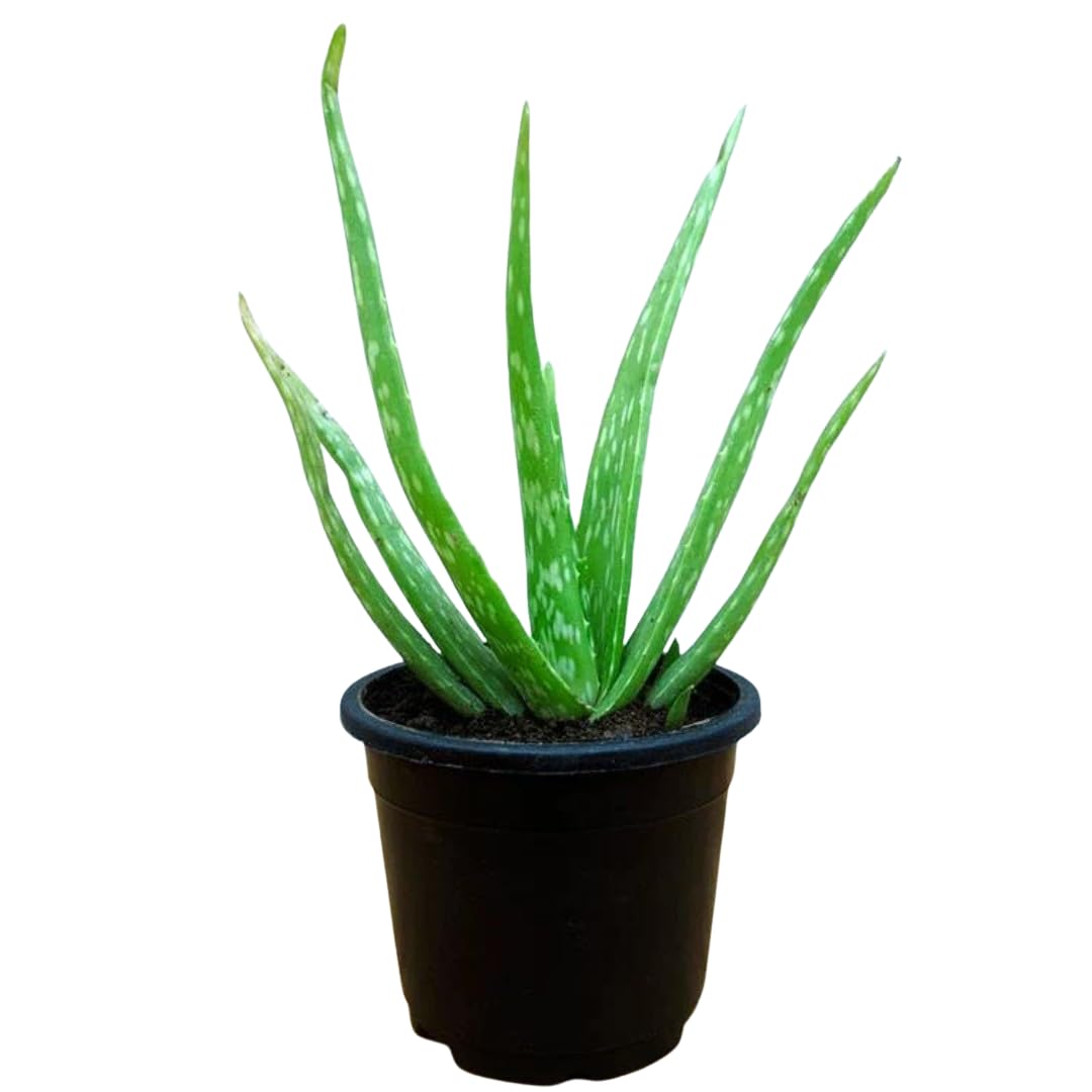 Aloe Vera Plant in Pot, Real Live Pure Aloe Vera Plant for Face Both Men and Women Uses Pack With Black Plastic Pot indoor plants (Green) (B0DGHJFNNZ) Amazon Price History, Amazon Price Tracker