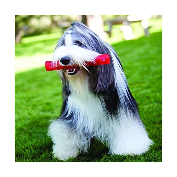 KONG Squeezz Ring Dog Toy, Medium, Colors Vary KONG Squeezz Ring Dog Toy, Medium, Colors Vary