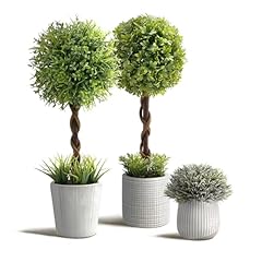 Greener-boxwood