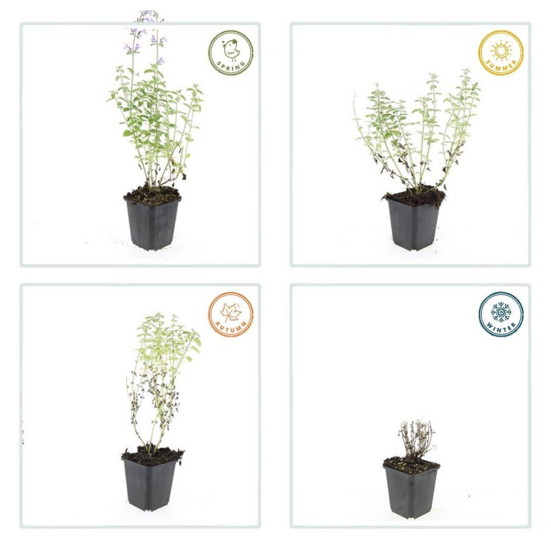 Plants by Frank | 6 Katzenminze Pflanzen | Nepeta 'Walker's Low' | Bodendecker Winterhart Mehrjährig | Stauden | Dunkelviolette Blütenfarbe | Bienenfreundlich | Gartenpflanzen