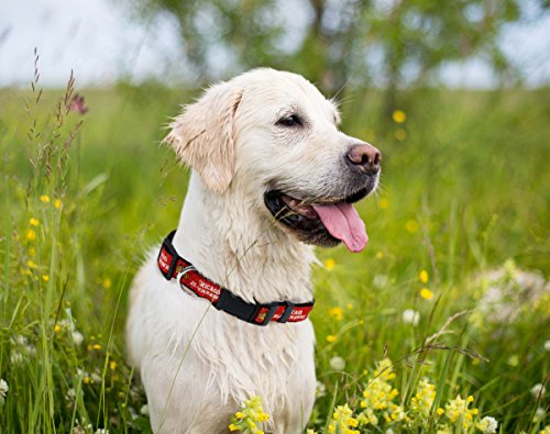 Pets First NHL Collar for Dogs & Cats. Adjustable, Cute, & Stylish! The Ultimate Hockey Fan Collar!
