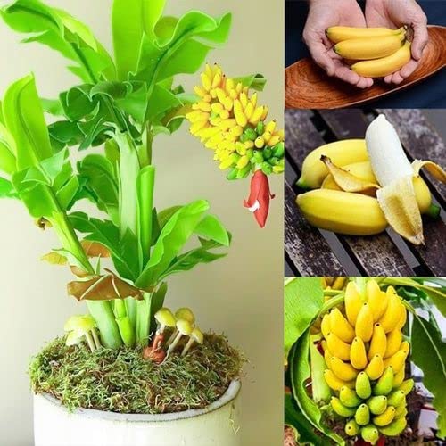 NooElec Seeds India Organic Dwarf Fruit Seeds for Indoor & Outdoor Gardening- 15 Seeds Eco Pack Dwarf Banana Seeds (B09Q5X1ZW3) Amazon Price History, Amazon Price Tracker