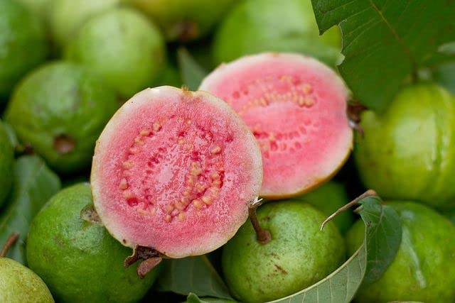 See full amazon price history chart for Organic Hybrid Thai Pink Guava Fruit Pink Amrud Live Plant Original Vareity Organic Hybrid Thai Pink Guava Fruit Pink Amrud Live Plant Original Vareity (B0B5L5TDQL) Amazon Price History, Amazon Price Tracker