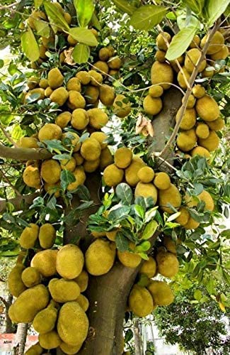 Jackfruit Plant, Veatnam Jack Fruit Tree Plant/Hybrid Grafted Baromashi Sweet Jackfruit/Kathal/Echar Tree Plant Home Garden Green Jackel Vegetable Fruit Tree Healthy Plant