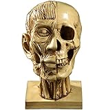 Kit de aprendizaje de anatomía escolar de modelo de imagen muscular de cráneo humano, referencia anatómica del artista o como decoración de laboratorio para hacer que el aprendizaje de cráneo humano sea más eficaz