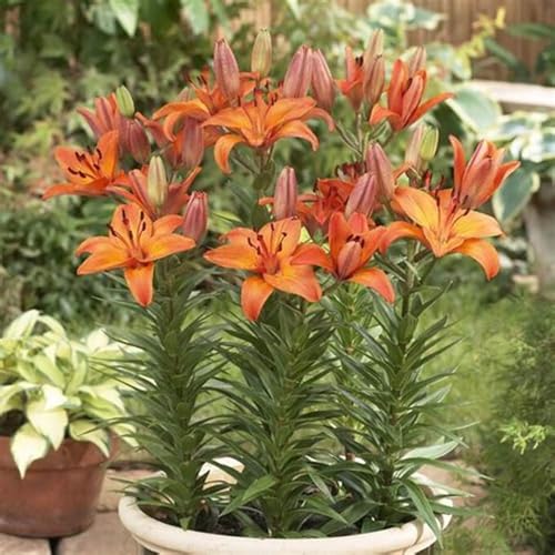 Lilium Candidum bulbi,Profumato,piante erbacee perenni,Perfetto per le vacanze,Giglio bulbi,Da piantare in giardino,lilium bulbi giganti(steli grandi,senza semi,non artificiali)-2bulbi-G