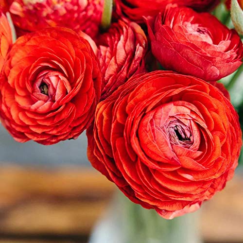 Floriculture Greens Ranunculus Flower Blulb Hybrid Bulbs for Home & Garden (Red, Pack Of 2 Bulbs) (B07ZVW3R85) Amazon Price History, Amazon Price Tracker