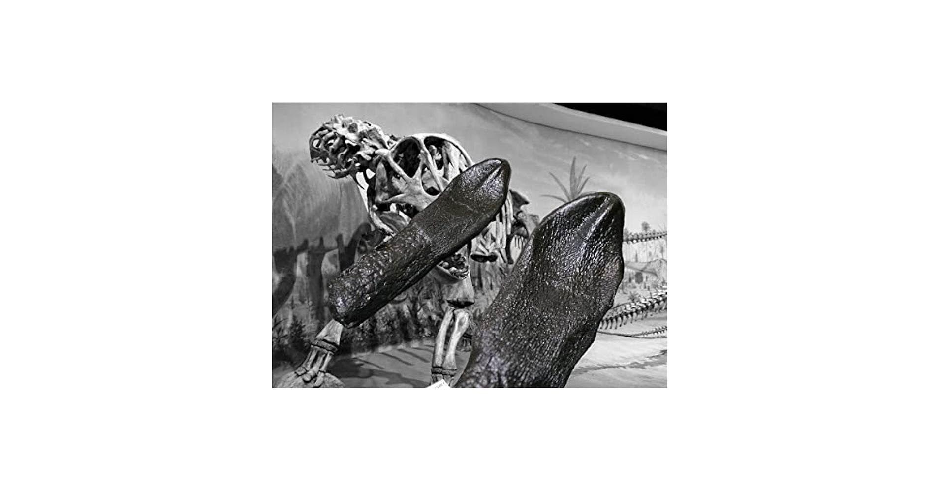 Amazon | SCIENCE Dinosaur Tooth Replica「竜脚類恐竜 カマラ