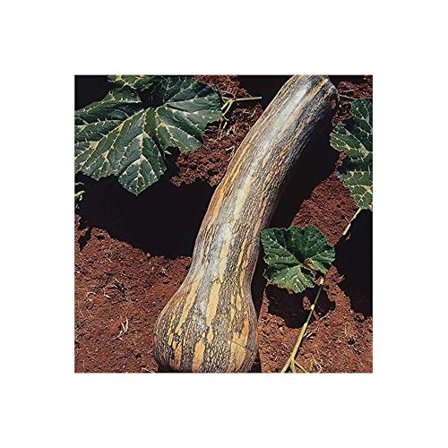 Sementes de Abóbora Rajada Seca Melhorada