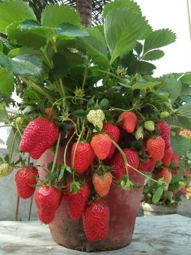 Live Strawberry Fruit Plant/Sweet Charlie Jharaber Perfect for Home Decoration Indoor or Outdoor Plant CF_16