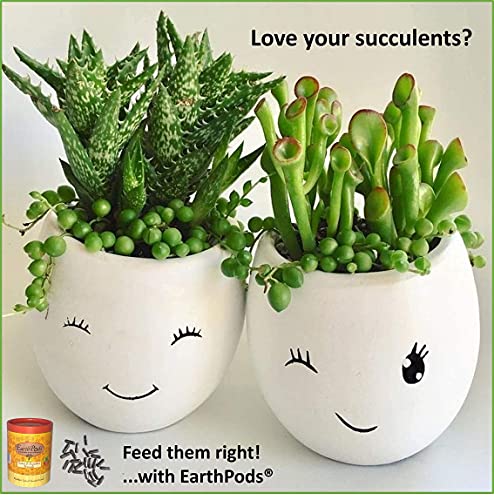 Earthpods Organic Cactus & Succulent Fertilizer Spikes – Cacti & Succulent Plant Food Sticks (100 Concentrated Capsules) – Easy: Push In Soil & Water – No Liquid Spray, Mess, Or Smell – Made In Usa #TOP2