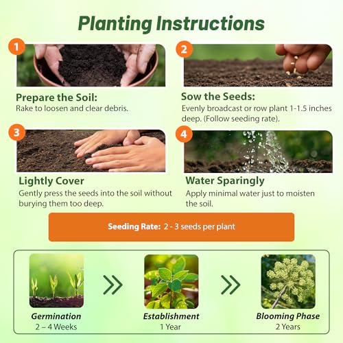 Outsidepride Angelica Herb Garden Seeds - 1000 Pcs Biennial, Traditional Herbal & Culinary Seeds for Planting, Fragrant White Blooms & Edible Stems for Herbal Gardens & Landscaping - Image 4