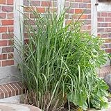 Garten-Schlüter® Chinaschilf 'Little Zebra' - 3 Liter Topf - Miscanthus...