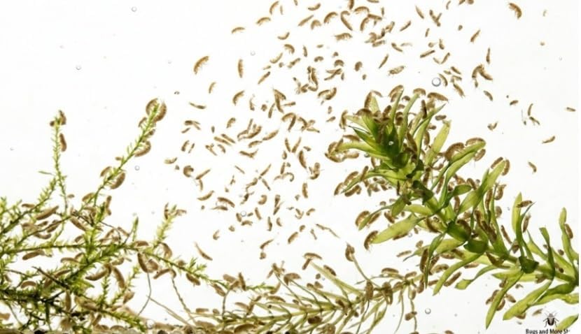 Live Freshwater Scuds (Gammarus sp.), Amphipods for Aquariums and Ponds, Natural Clean-Up Crew, Approx 100 Count Scuds, Consume Algae