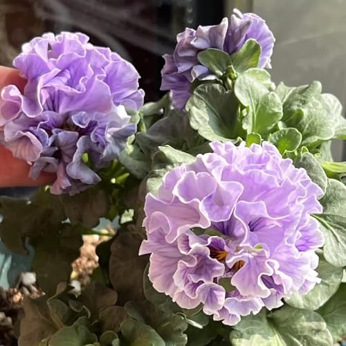 Semi di viola cornuta, semi di varietà antiche esotici decorazione floreale, semi di campo 350pcs