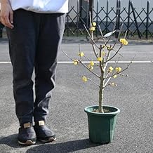 Full Moon Chimonanthus Praecox Seedlings, Around 35.4 inches (90 cm) in Height from the Bottom of the Pot.