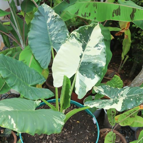 Comparison: Best Pot For Alocasia 9 Variegated Green White Colocasia Plants, 3-6" Elephant Ear Esculenta Taro Alocasia Live Plant for Outdoor Planting, Alocasia Plants Bare Root, No Pot, Live Colocasia Houseplant