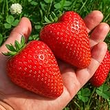 All Star Strawberry Plants - Grow Giant Strawberries - Bare Root Plants - No Ship to California (15 Strawberry Plants)