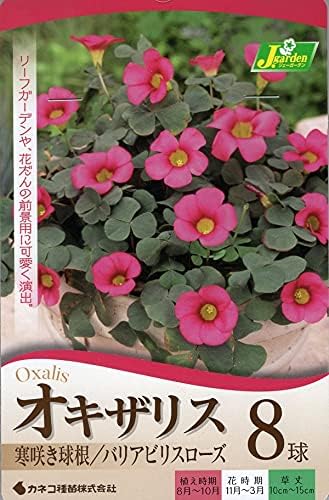 Amazon 花球根 オキザリス バリアビリス ローズ 8球入 カネコ種苗 球根 Amazon 花球根 オキザリス バリアビリス ローズ 8球入 カネコ種苗 球根