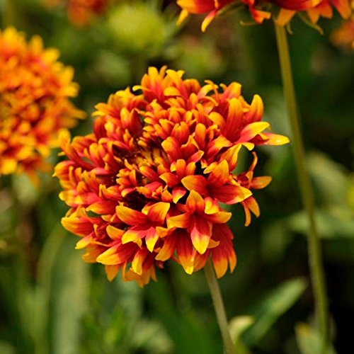 Creative Farmer Flower Seeds Gaillardia Dwarf Dbl Plant Seeds For All