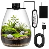 Maxdot Glass Plant Terrarium Kit with Light for Succulent, Moss, Miniature Gardening Landscape, Betta Fish Tank, Office Home Decoration, Plant Lovers Gifts (6.9 x 7.8 Inch)