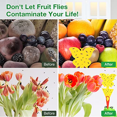 Fruit Fly Traps For Indoors With 12 Fruit Fly Sticky Traps, Easy To Use & Safe Food-Based Gnat Trap Reusable Indoor & Outdoor Fruit Fly Killer (2 Pack) #TOP3