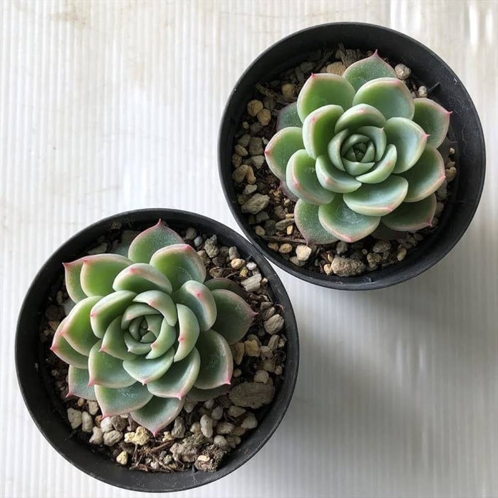 エケベリア・セダム gakky Variegated sedum - Etsy 日本