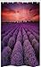 ABAKUHAUS Morado Oscuro Cortina para baño, Sunset Campo de la Lavanda, Tela con Estampa Digital Apta Lavadora Incluye Ganchos, 120 x 180 cm, Coral y púrpura