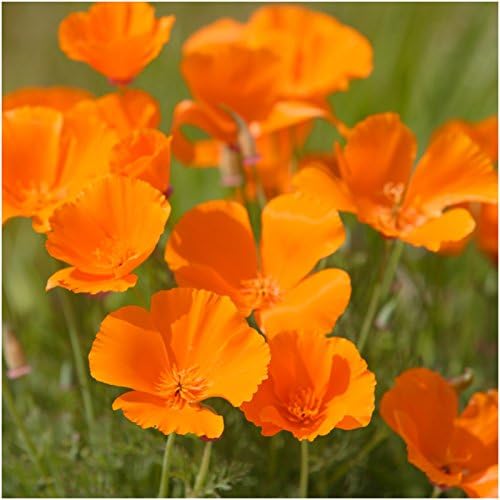 Seed Needs, 3/4 Ounce Package of Over 10,000+ Orange California Poppy Seeds for Planting (Eschscholzia californica) - Heirloom & Open Pollinated, Orange Blooms Attract Butterflies & Bees Bulk