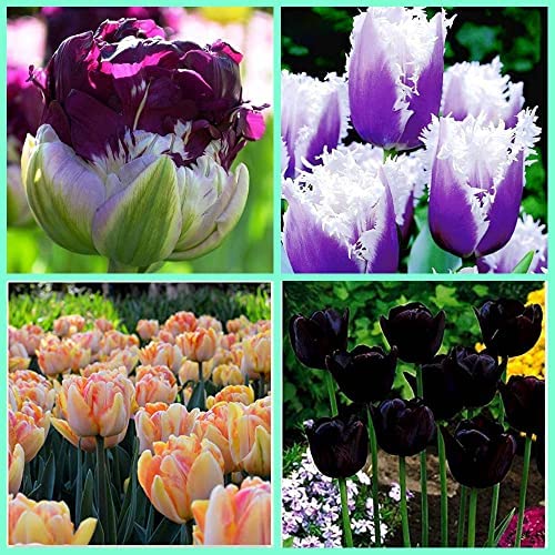 Di bulbi di tulipano da piantare in vasi da giardino per l'abbellimento Selezione Multipla-3Bulbis,B