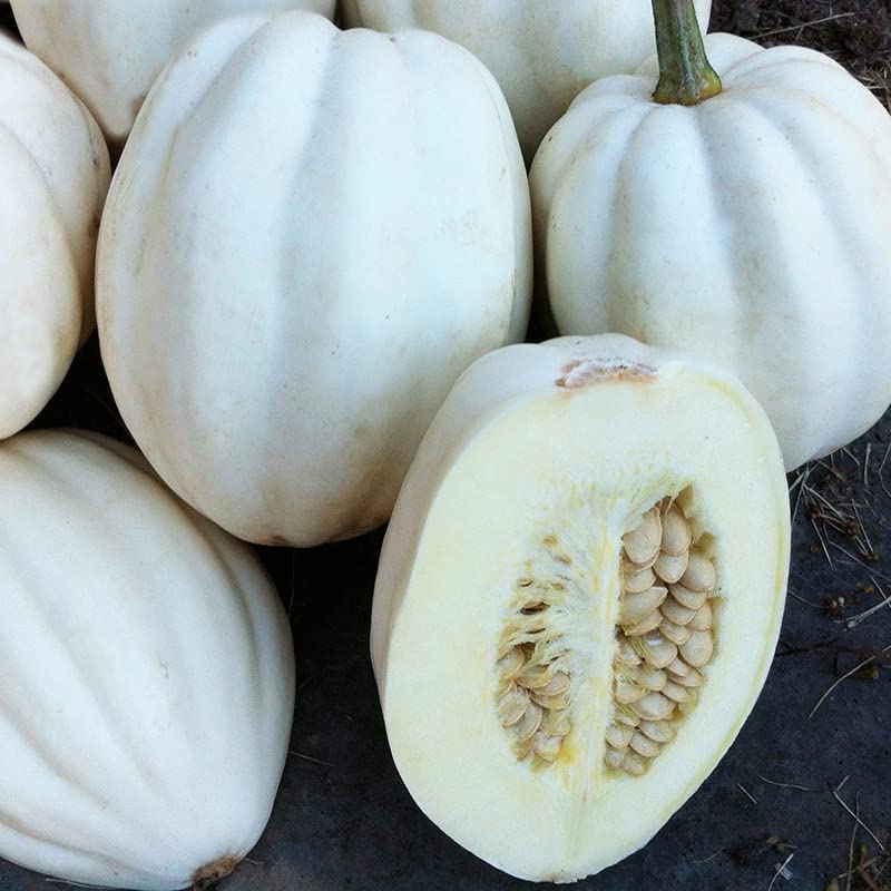 M-Tech Gardens Rare Hybrid Squash " Mashed Potato " Exotic 10 Vegetable Seeds for Growing