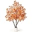 Maple
