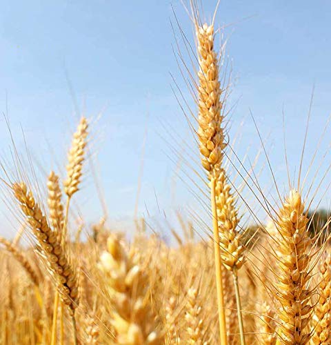 Super Idee 200 Weizenhalme füllung Nisthilfe Nisthülsen 20 cm lang für Wildbienen Insektenhotel Insektenhaus Durchmesser… – Bild 4