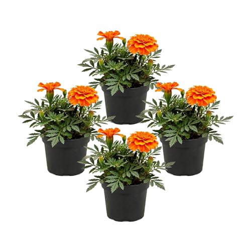 Live Flowering Marigold - Durango Orange (4 Per Pack) Beautiful Spring Color 8 Tall by 4 Wide in 1 Pt Pot