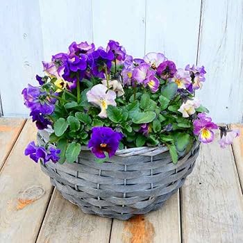 Amazon | 寄せ植え バスケット 直径21cm フリル咲きビオラ