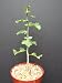 Commiphora Wightii Guggul Myrrh Tree Exotic Caudex Mukul Bonsai Mirra 4" Plant