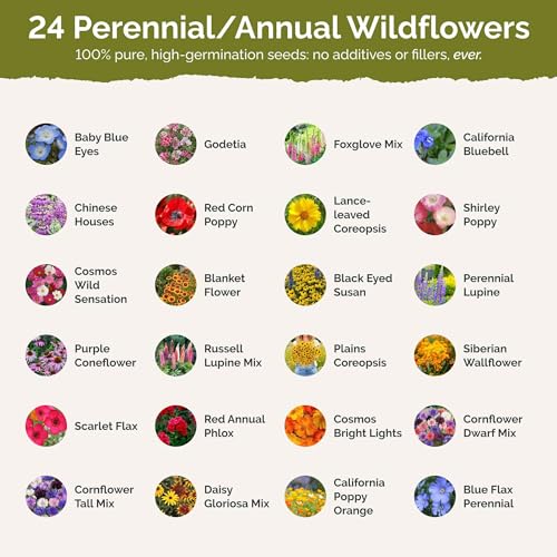 Eden Brothers Washington Wildflower Mixed Seeds for Planting, 1/4 lb, 120,000+ Seeds with Cosmos, Bluebell | Attracts Pollinators, Plant in Spring or Fall, Zones by Eden Brothers - Image 3