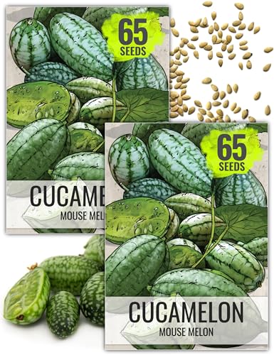 Seed Needs Cucamelon Seeds for Planting Mexican Sour Gherkin Miniature Mouse Melons - Non-GMO Heirloom & Untreated - Grow a Home Grown Indoor Outdoor Vegetable Garden (2 Packs)