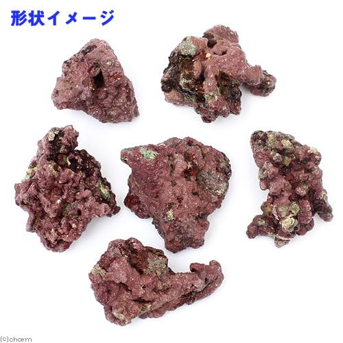 ライブロック　Sグレード　約4.5kg ライブロック EXSグレード パープルロック Sサイズ 1個(形状お