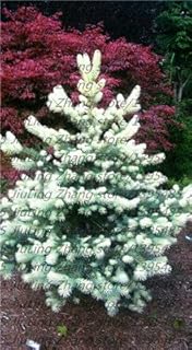50 PC/Red Red Red Red Ski Picea Tree Seeds in Bonsai Vase Bonsai Bonsai Garden Pino Pino for La Casa Giardino 8: Only Seeds