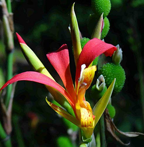 Asklepios-seeds© - 35 semillas Canna indica achira, achera, sagú, capacho, biri Asklepios-seeds© - 35 semillas Canna indica achira, achera, sagú, capacho, biri