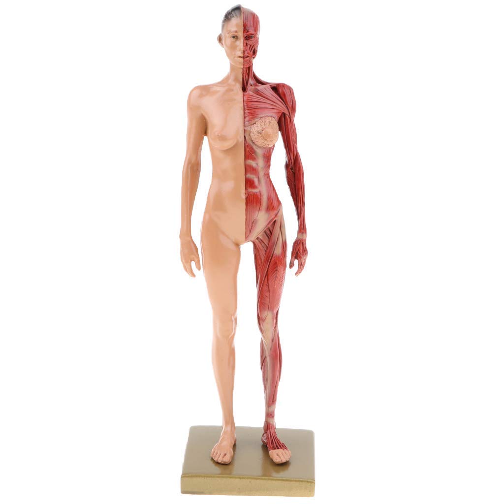 Amazon.co.jp: 解剖モデル 4D 人間の筋肉 筋肉系解剖モデル 学習モデル
