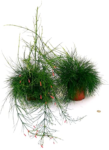 POWERS TO FLOWERS - GINESTRA RIFIORENTE, RUSSELIA ROSSA, 2 PIANTE, VASO 19CM, piante vere