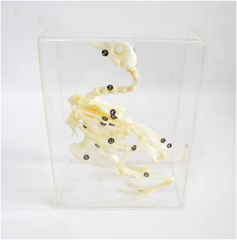 Sjdopulse A Pigeon Skeleton Specimen - Real Resin Pigeon Skeleton Natural Bone Model - Teaching Resources Nimal Embedded Specimen Biology Teaching Experimental Equipment Medical Research Model Specimen ( )