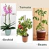 Plant Stakes,18 Inches Natural Garden Bamboo Sticks,BOVITRO 20Pcs Plant Support Stakes for Tomatoes,Beans,Vegetable and Potted Plants #4