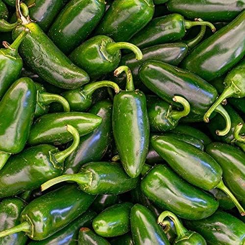 Miniatura 3 de Pepper Joe's Jalapeno - Paquete de 50 semillas exclusivas de Heirloom - Cultivadas en Estados Unidos - Semillas de jalapeno premium sin OMG para