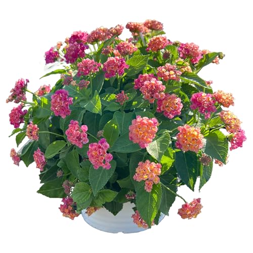 ランタナ：ブルーミファイ ローズ6号吊鉢[世界初の完全不稔性！種ができないので長期間咲き続けます]のサムネイル