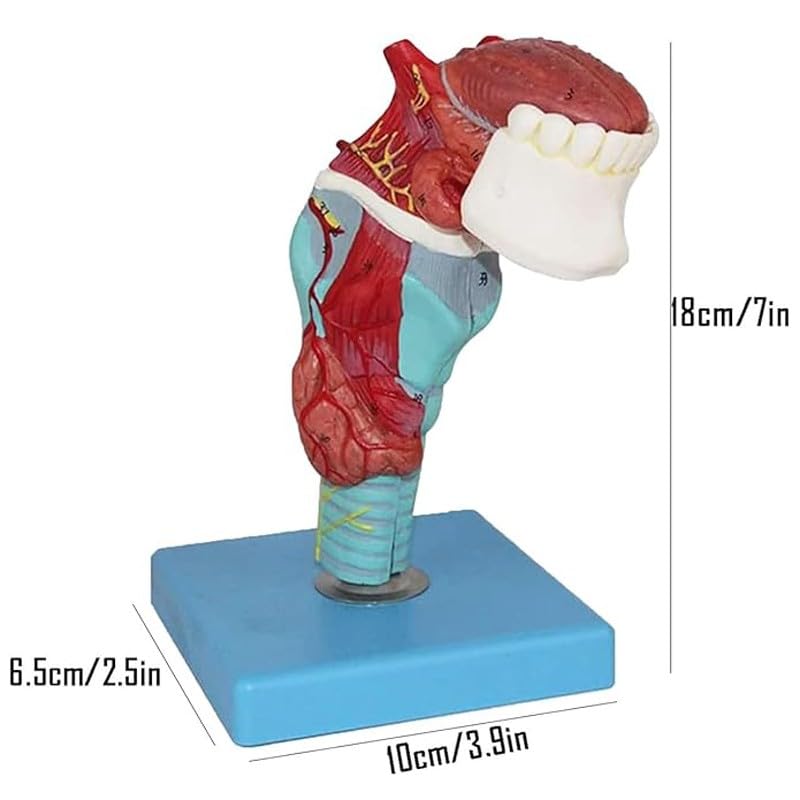 nqhupuo Human Throat Tongue Teeth Model, Detachable Throat Anatomy Model, Thyroid Teaching Medical Model with 55 Parts Indication Signs