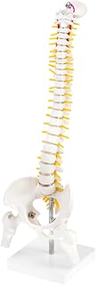 QWORK Human Spine Mini Model, 17" Anatomical Spine Model with Nerves and Detachable Femur Heads, Ideal for Medical Education and Professional Use
